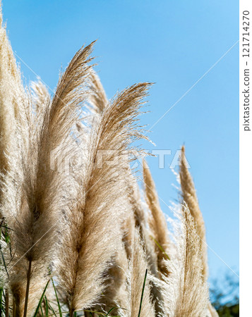 Beautiful, shining flowers of pampas grass shining on a clear autumn day Beautiful, shining flowers of pampas grass shining on a clear autumn day 121714270