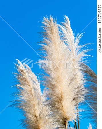 Beautiful, shining flowers of pampas grass shining on a clear autumn day Beautiful, shining flowers of pampas grass shining on a clear autumn day 121714272
