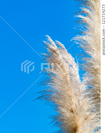 Beautiful, shining flowers of pampas grass shining on a clear autumn day Beautiful, shining flowers of pampas grass shining on a clear autumn day 121714273