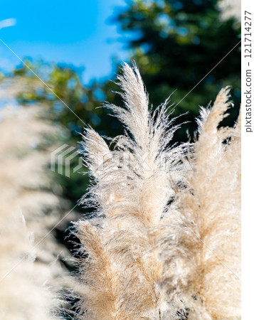 Beautiful, shining flowers of pampas grass shining on a clear autumn day Beautiful, shining flowers of pampas grass shining on a clear autumn day 121714277
