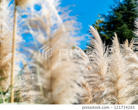 Beautiful, shining flowers of pampas grass shining on a clear autumn day Beautiful, shining flowers of pampas grass shining on a clear autumn day 121714283