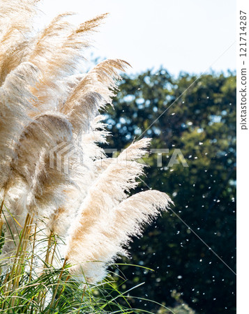 Beautiful, shining flowers of pampas grass shining on a clear autumn day Beautiful, shining flowers of pampas grass shining on a clear autumn day 121714287