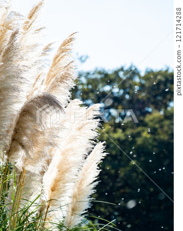 Beautiful, shining flowers of pampas grass shining on a clear autumn day Beautiful, shining flowers of pampas grass shining on a clear autumn day 121714288
