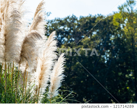 Beautiful, shining flowers of pampas grass shining on a clear autumn day Beautiful, shining flowers of pampas grass shining on a clear autumn day 121714289