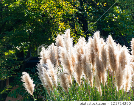 Beautiful, shining flowers of pampas grass shining on a clear autumn day Beautiful, shining flowers of pampas grass shining on a clear autumn day 121714290