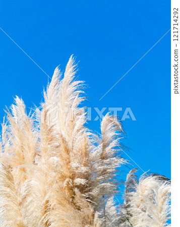 Beautiful, shining flowers of pampas grass shining on a clear autumn day Beautiful, shining flowers of pampas grass shining on a clear autumn day 121714292