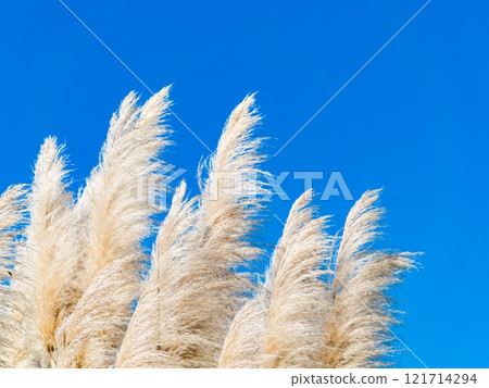 Beautiful, shining flowers of pampas grass shining on a clear autumn day Beautiful, shining flowers of pampas grass shining on a clear autumn day 121714294
