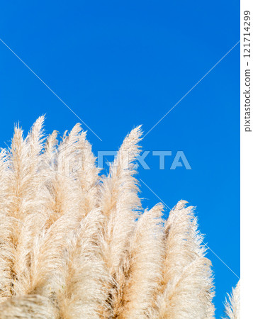 Beautiful, shining flowers of pampas grass shining on a clear autumn day Beautiful, shining flowers of pampas grass shining on a clear autumn day 121714299