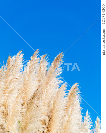 Beautiful, shining flowers of pampas grass shining on a clear autumn day Beautiful, shining flowers of pampas grass shining on a clear autumn day 121714300