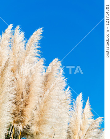 Beautiful, shining flowers of pampas grass shining on a clear autumn day Beautiful, shining flowers of pampas grass shining on a clear autumn day 121714301