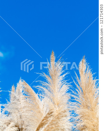 Beautiful, shining flowers of pampas grass shining on a clear autumn day Beautiful, shining flowers of pampas grass shining on a clear autumn day 121714303