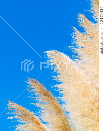 Beautiful, shining flowers of pampas grass shining on a clear autumn day Beautiful, shining flowers of pampas grass shining on a clear autumn day 121714304