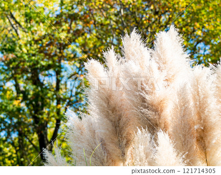 Beautiful, shining flowers of pampas grass shining on a clear autumn day Beautiful, shining flowers of pampas grass shining on a clear autumn day 121714305
