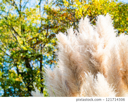 Beautiful, shining flowers of pampas grass shining on a clear autumn day Beautiful, shining flowers of pampas grass shining on a clear autumn day 121714306