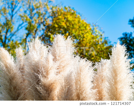 Beautiful, shining flowers of pampas grass shining on a clear autumn day Beautiful, shining flowers of pampas grass shining on a clear autumn day 121714307