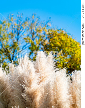 Beautiful, shining flowers of pampas grass shining on a clear autumn day Beautiful, shining flowers of pampas grass shining on a clear autumn day 121714308