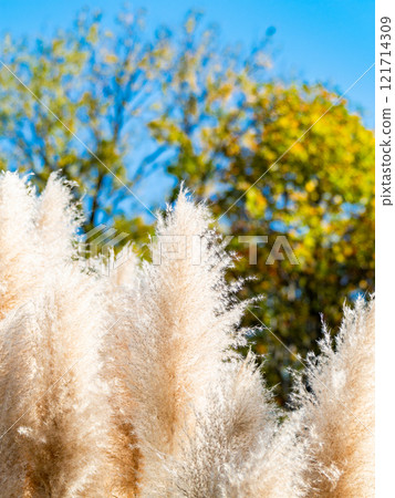 Beautiful, shining flowers of pampas grass shining on a clear autumn day Beautiful, shining flowers of pampas grass shining on a clear autumn day 121714309