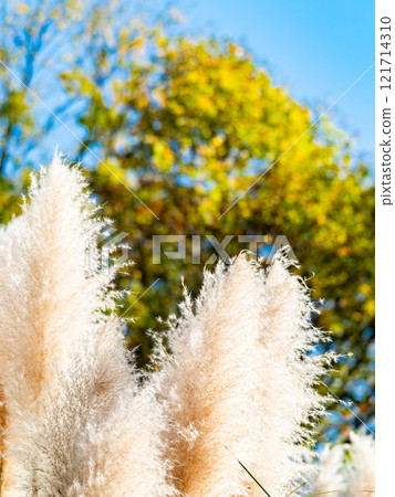 Beautiful, shining flowers of pampas grass shining on a clear autumn day Beautiful, shining flowers of pampas grass shining on a clear autumn day 121714310
