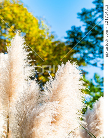 Beautiful, shining flowers of pampas grass shining on a clear autumn day Beautiful, shining flowers of pampas grass shining on a clear autumn day 121714312