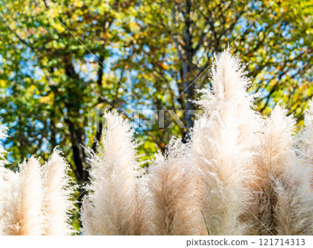 Beautiful, shining flowers of pampas grass shining on a clear autumn day Beautiful, shining flowers of pampas grass shining on a clear autumn day 121714313