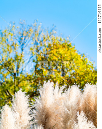 Beautiful, shining flowers of pampas grass shining on a clear autumn day Beautiful, shining flowers of pampas grass shining on a clear autumn day 121714315