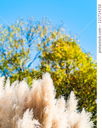 Beautiful, shining flowers of pampas grass shining on a clear autumn day Beautiful, shining flowers of pampas grass shining on a clear autumn day 121714316