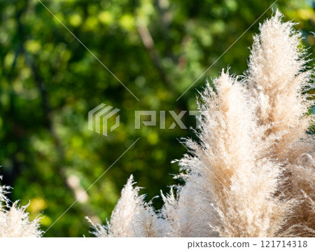 Beautiful, shining flowers of pampas grass shining on a clear autumn day Beautiful, shining flowers of pampas grass shining on a clear autumn day 121714318