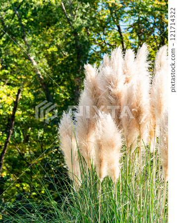 Beautiful, shining flowers of pampas grass shining on a clear autumn day Beautiful, shining flowers of pampas grass shining on a clear autumn day 121714322