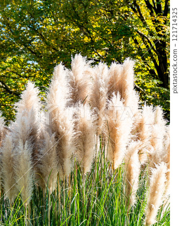 Beautiful, shining flowers of pampas grass shining on a clear autumn day Beautiful, shining flowers of pampas grass shining on a clear autumn day 121714325