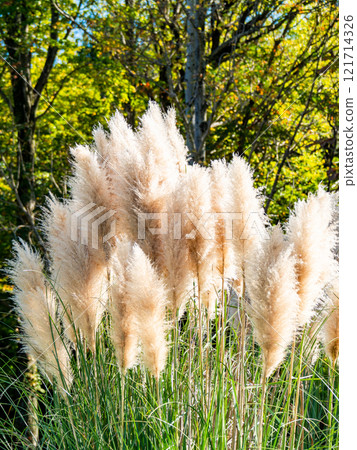 Beautiful, shining flowers of pampas grass shining on a clear autumn day Beautiful, shining flowers of pampas grass shining on a clear autumn day 121714326