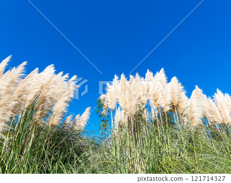 Beautiful, shining flowers of pampas grass shining on a clear autumn day Beautiful, shining flowers of pampas grass shining on a clear autumn day 121714327