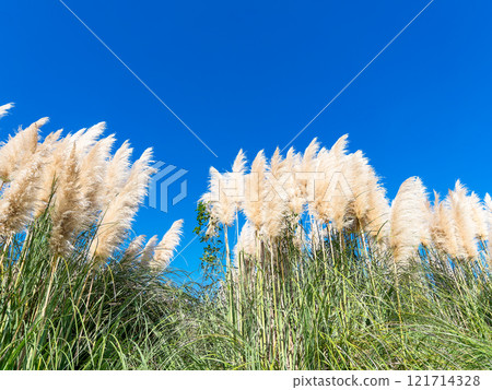 Beautiful, shining flowers of pampas grass shining on a clear autumn day Beautiful, shining flowers of pampas grass shining on a clear autumn day 121714328