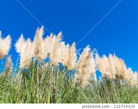 Beautiful, shining flowers of pampas grass shining on a clear autumn day Beautiful, shining flowers of pampas grass shining on a clear autumn day 121714329