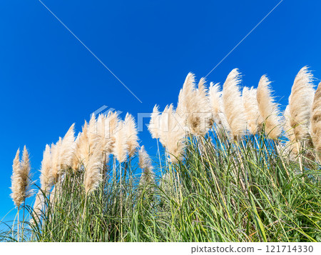 美麗的潘帕斯草閃閃發光的花穗在秋天晴朗的天空中閃耀 121714330