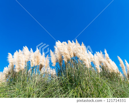 Beautiful, shining flowers of pampas grass shining on a clear autumn day Beautiful, shining flowers of pampas grass shining on a clear autumn day 121714331
