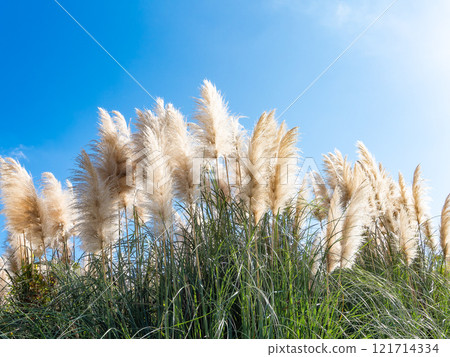 Beautiful, shining flowers of pampas grass shining on a clear autumn day Beautiful, shining flowers of pampas grass shining on a clear autumn day 121714334