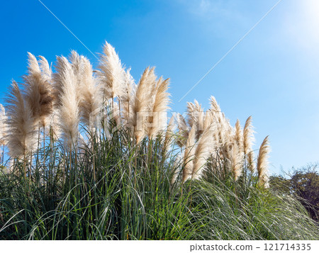 Beautiful, shining flowers of pampas grass shining on a clear autumn day Beautiful, shining flowers of pampas grass shining on a clear autumn day 121714335