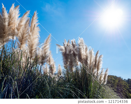 Beautiful, shining flowers of pampas grass shining on a clear autumn day Beautiful, shining flowers of pampas grass shining on a clear autumn day 121714336