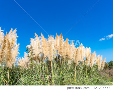 Beautiful, shining flowers of pampas grass shining on a clear autumn day Beautiful, shining flowers of pampas grass shining on a clear autumn day 121714338