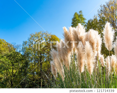 Beautiful, shining flowers of pampas grass shining on a clear autumn day Beautiful, shining flowers of pampas grass shining on a clear autumn day 121714339