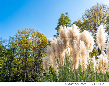 Beautiful, shining flowers of pampas grass shining on a clear autumn day Beautiful, shining flowers of pampas grass shining on a clear autumn day 121714340