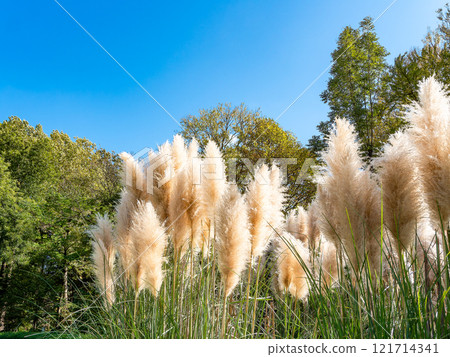 Beautiful, shining flowers of pampas grass shining on a clear autumn day Beautiful, shining flowers of pampas grass shining on a clear autumn day 121714341