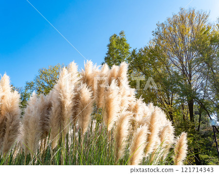Beautiful, shining flowers of pampas grass shining on a clear autumn day Beautiful, shining flowers of pampas grass shining on a clear autumn day 121714343