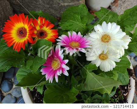 Positive Gerbera MIX1 121714415