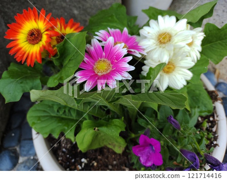 Positive Gerbera MIX2 121714416
