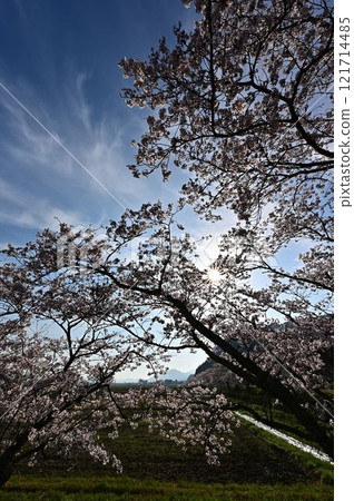 春天丹波筱山 121714485