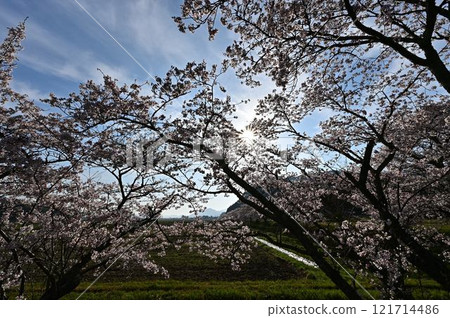 春天丹波筱山 121714486