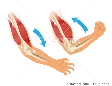 Arm muscle biceps with skeleton. Muscle tension of human hand on white background. Bones and joints in male silhouette. Medical vector illustration of hand for clinic or hospital 121714534