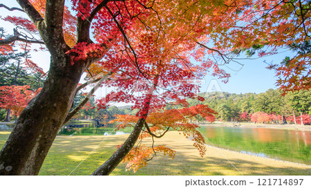 Motsuji Temple: Beautiful autumn foliage in the Pure Land garden, Iwate Prefecture 121714897