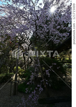 春天丹波筱山 121715009